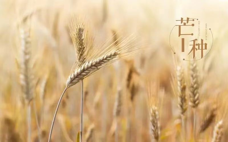 人間好時(shí)節(jié)丨芒種